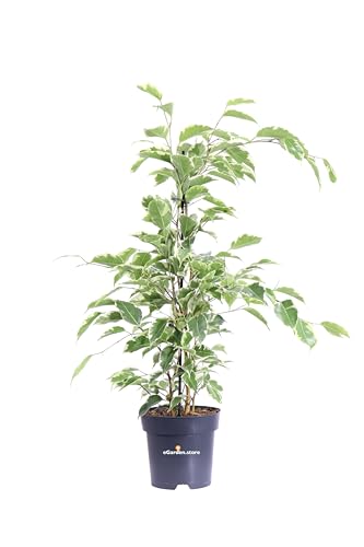 Pianta di Ficus Benjamina Samantha pianta da interno pianta variegata pianta da arredo pianta purifica ambiente pianta vera pianta ornamentale venduta da eGarden.store (Vaso 14 cm)
