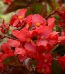 Begonia Megawatt Red Green Leaf 1,000 Seeds