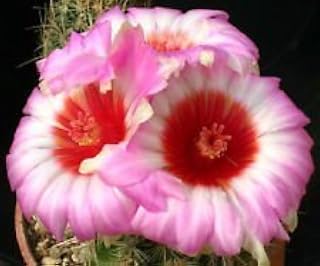 Thelocactus Bicolor Schwarsii, Exotic Flowering Cactus Cactus Rare Seed 25 Seeds: Only Seeds