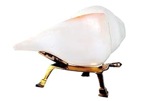 Samyuktha Vamavarti Muschelhorn mit Messingständer