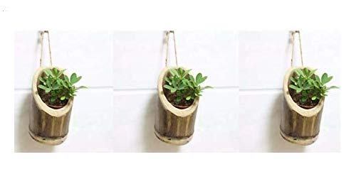 COIR GARDEN - Vertical Hanging Bamboo Planters with Rope - Bamboo Stand - Bamboo Pot- Vertical Hanging Bamboo Planters with Rope - Pack of 3 (B07VD7359V) Amazon Price History, Amazon Price Tracker