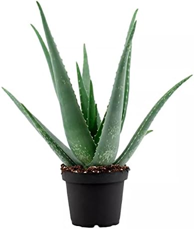 Aloe Vera Planta Natural para Interior y Exterior