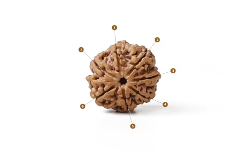 Image of GEMSMANTRA 7 Mukhi Rudraksha Bead Without Silver Pendant | Medium Size| Original Nepali | Natural and Lab Certified | Represents Goddess Lakshmi, Enhances Wealth, Prosperity & Success For Men & Women