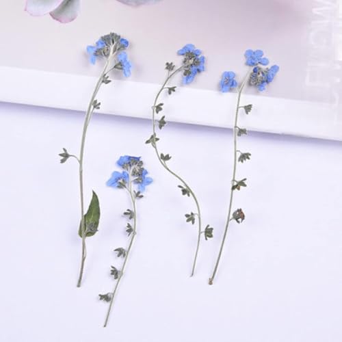 20 Piezas de Tallos Prensados de Flores Secas Naturales miniatura 2