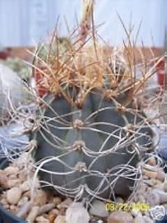 Astrophytum senile aureum Rare Cactus Seed Seeds of Cactus 20: Only Seeds