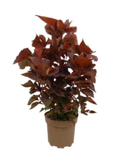 Planta natural Acalypha Wilkesiana, 60-70 cm. Planta del cobre, Acalifa. Arbusto tropical de hojas coloridas y textura densa, ideal para setos y macetas. Segura Garden.