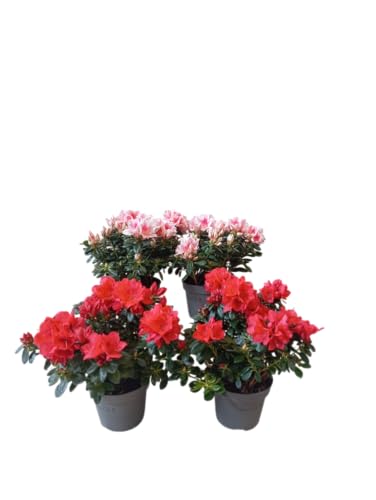 Kit Floral Azalea – Set de 4 Plantas Naturales con Flores Vibrantes