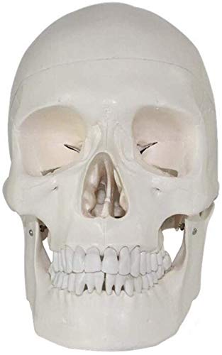 Model Anatomiczny, Medyczny Model Ludzkiej Czaszki, Anatomiczna Czaszka Wyjmowana I Przegubowa, Kompletny Zestaw Zębów, Naturalny Rozmiar