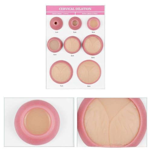 Modelos de dilatación cervical interactivos para el laboratorio de obstetricia moderno 5