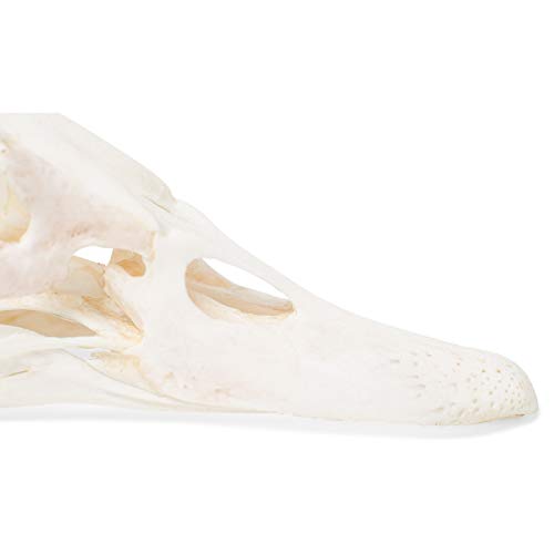 Image of 3B Scientific GmbH T30072 Duck Skull