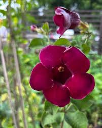 Generic Red Allamanda Climber Flower Live Plant, Pack of 1 - Image 6