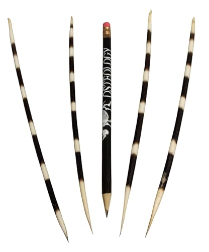 Large Porcupine Quill - Single - Real