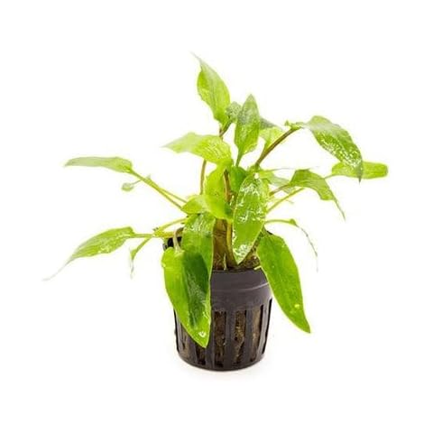 SubstrateSource Cryptocoryne Live Aquarium Plants - Freshwater Plant for Aquariums, Planted Fish Tanks - Beginner Friendly (Wendtii Green, 5 Pots (20-25 Plants)) Cover