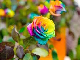 Rainbow rose flower plant (1 live plant) (B0CJYHNKZW) Amazon Price History, Amazon Price Tracker