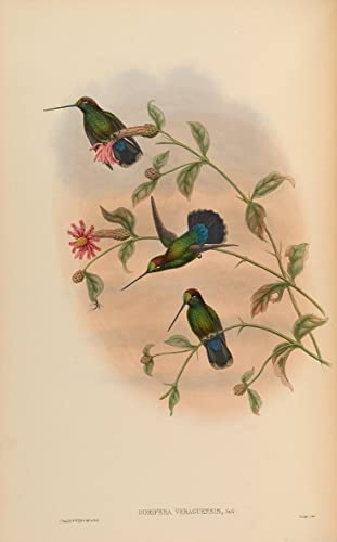 Pintura sobre lienzo SERENDIPITP de colibrí clásico para transformar paredes, 60x90cm