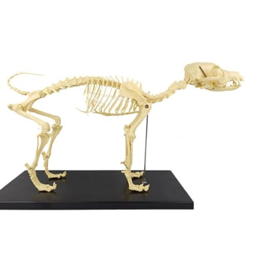 Amazon.co.jp: haoyunjianjiak 犬の骨格標本のモデル動物の解剖学教育