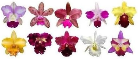 Kit 10 Mudas Jovens Orquídeas Flores Cattleya Plantas Identificad...