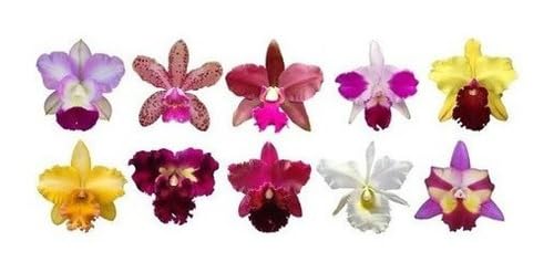 Kit 10 Mudas Jovens Orquídeas Flores Cattleya Plantas Identificad...