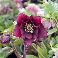 Helleborus 'Double Purple' Plug Plants x 3