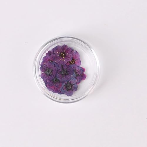 100 piezas flores secas narciso con caja para joyería