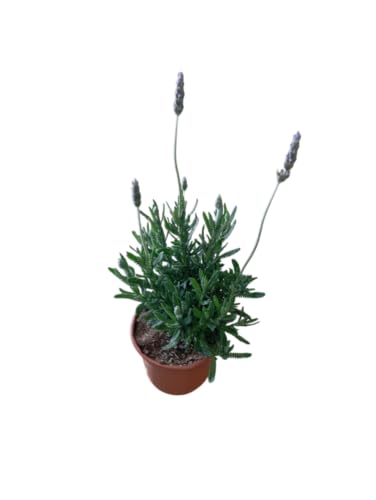 Planta de Lavanda Natural Perfecto para Jardinería y de Uso Culinario