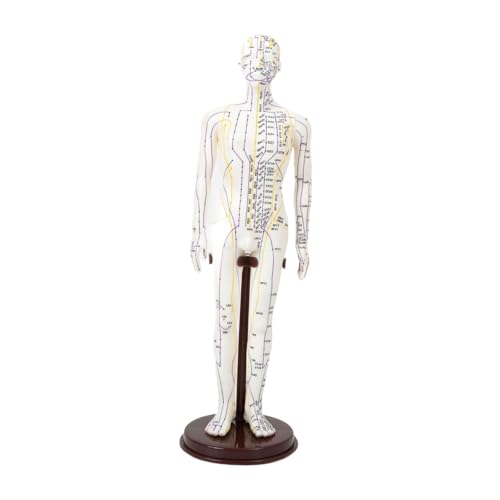 Modèle d'acupuncture méridiens pour décorer et pratiquer en cabinet
