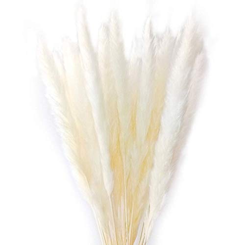 30 Tallos de Flores Secas Naturales Hierba Pampas Pequeña miniatura 1