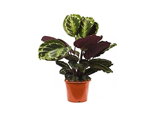 Dubai Garden Centre Calathea Medallion Indoor Plant