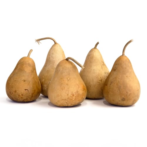 Box of 5 Dried Martin Gourds - 4 Inches in Diameter, Natural Dried Gourds for Crafts, Gourd Art, and Decorating