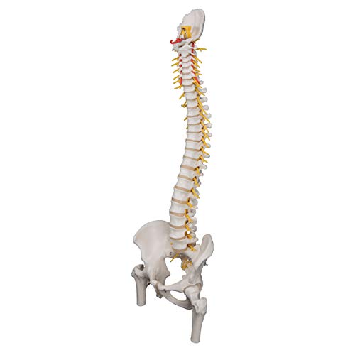 Image of 3B Scientific A58 /6 Deluxe Flexible Spine Model with Femur Heads, 32.7 inch Height