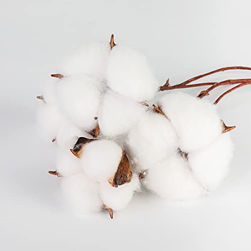 Domestar Cotton Stems, Natural Dried Cotton 30Pcs Cotton Sprigs Cotton Blooms Floral Stems For Vase Fillers #TOP2