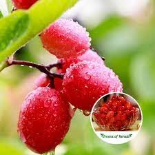 Growleaf Nursary Sweet red Live Cherry Fruit Plant/Grafted Cherry Plant For Home Garden (Pack Of 1) (B0BJPLMVGK) Amazon Price History, Amazon Price Tracker