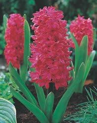 Hyacinth - Jan Bos Fall Flower Bulb - Pack of Three