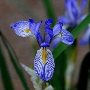 Semi Wild Blue Iris flower seed (Iris missouriensis) 200 + Semi