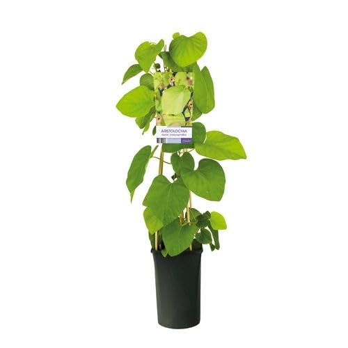 Pfeifenwinde (Aristolochia macrophylla) 30–50 cm – winterharte Kletterpflanze, große Blätter, schnell wachsend, ideal für Fassade, Pergola & Sichtschutz