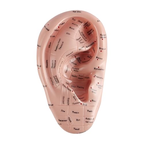 Laroal Modelo de punto de acupuntura auricular de 17 cm Modelo de punto de acupuntura auricular blando de PVC para estudio de anatomía del oído y uso en laboratorio