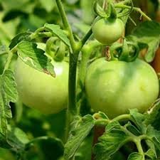 AIREX CHAPPAN KADDU SQUASH SEEDS (AVG 50 - 100) SEEDS X 6 PACKET