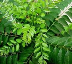 Curry leaf seeds for planting, High germination (15 seeds) (B0CKRV3V15) Amazon Price History, Amazon Price Tracker