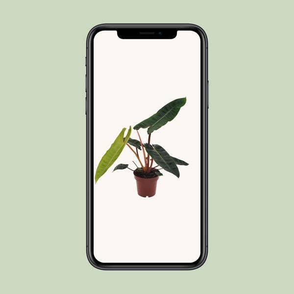 Philodendron Billietiae - Ø 12cm - 25cm