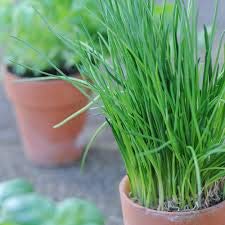 Gaea's Blessing Seeds - Chives Seeds (1000 Seeds) Non-GMO Seeds with Easy to Follow Planting Instructions - Open-Pollinated Heirloom 88% Germination Rate 1.5g (Single Packet) - Image 3