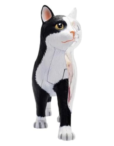 Modèle d'anatomie de chat 4D idéal pour les démonstrations en classe - 8