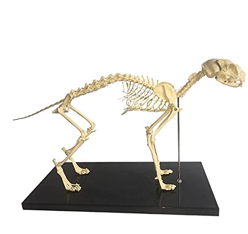 Katze Skeleton Modell 1: Anatomisches Modell Pet Katze Knochen Tier Skelett Probe Anatomie Biest Medizin Bildung Demonstration Werkzeug Tier Skeleton