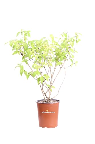 Pianta di Deutzia X Hybrida Perle Rose pianta da esterno arbusto di Deutzia cespuglio fiore rosa pianta ornamentale pianta vera venduta da eGarden.store