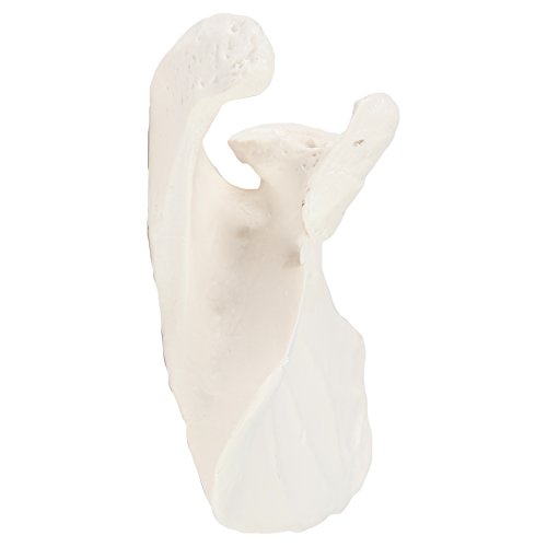 Axis Scientific Shoulder Anatomy Model Of Left Scapula Bone | Shoulder Blade Model Details Skeletal Anatomy Of Scapula | Scapula Model Shows Bony Landmarks And Anatomical Detail #TOP3