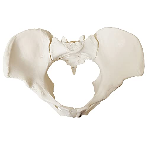 Image of 2025 New Female Pelvis Model,Life Size Female Pelvic Skeleton Model, Anatomy Medical Model for Science Education, Study of the Anatomical Features