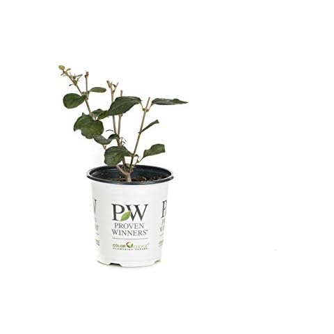 Proven Winners Bloomerang Dark Purple Reblooming Lilac Cover