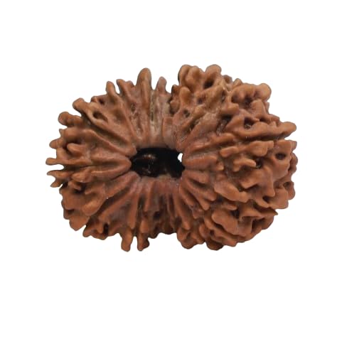 Ze-Creations 14 Faced Rudraksha Original Nepal Chaudah Mukhi Rudraksha with Pure White Cap Pendant for Men Women 14 मुखी रुद्राक्ष ओरिजिनल सर्टिफाइड गले में पहनने का लॉकेट Fourteen Face Rudraksha-image-21
