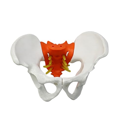 Modelo de pelvis femenina con columna lumbar y articulaciones móviles de PVC para obstetricia
