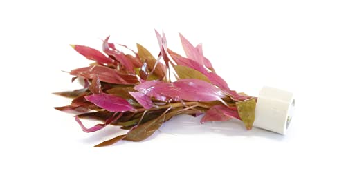 Lincolnshire Pond Plants Ltd Live Plants Tropical Aquatic Plants - Potted - Ceramic - Loose - Kits (Ceramic Weight, Althernathera Reineckii)