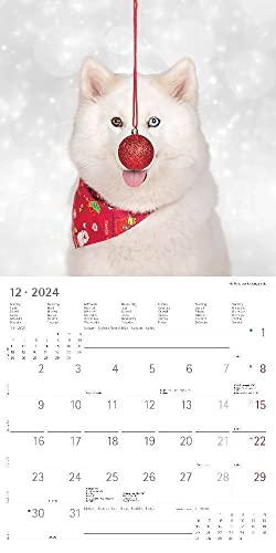 Funny Dogs 2024 - Broschürenkalender 30x30 cm (30x60 geöffnet) - Kalender mit Platz für Notizen - Hunde - Bildkalender - Wandkalender - Hundekalender